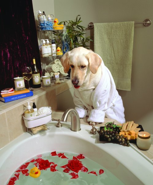 Dog in luxury bath tub