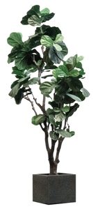 Artificial_Fiddle_Fig