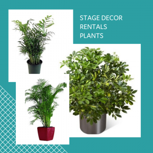 STAGE DECOR RENTALS PLANTS